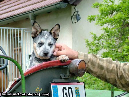 Australian Cattle Dog Erin Blue Hope of Cinderellas Farm, 3 Monate