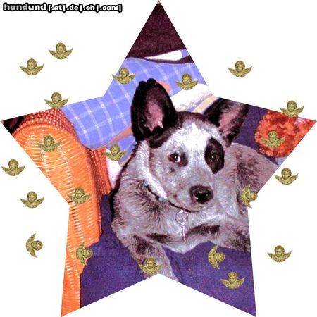 Australian Cattle Dog Finch 