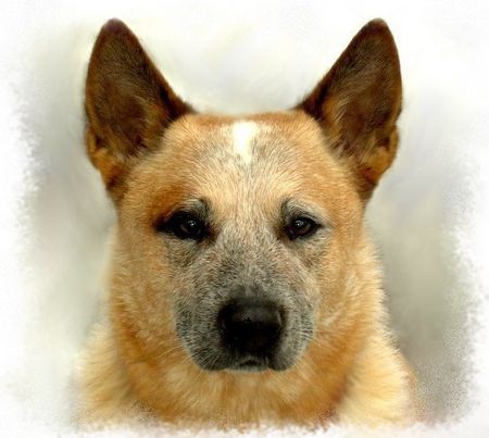 Australian Cattle Dog Freddy vom Eisplatz