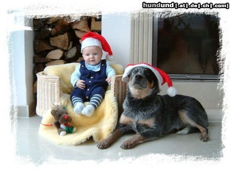 Australian Cattle Dog Wir drei helfen dem Weihnachtsmann!