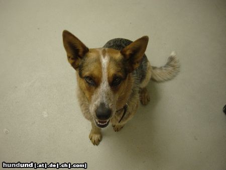 Australian Cattle Dog Das ist Amy