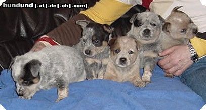 Australian Cattle Dog I-Wurf Von Der Siegquelle, z. Zt. Welpen abzugeben