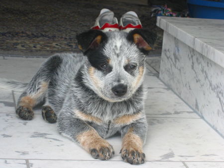 Australian Cattle Dog