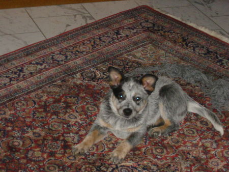 Australian Cattle Dog