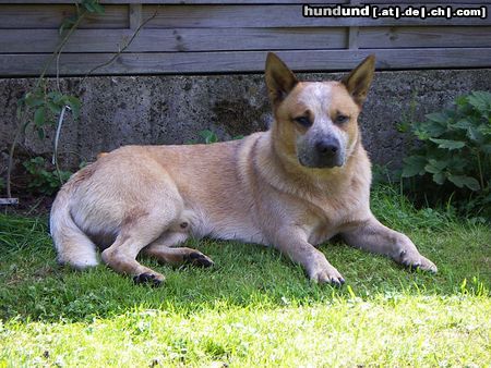 Australian Cattle Dog Arkan mit 1 1/2 Jahren