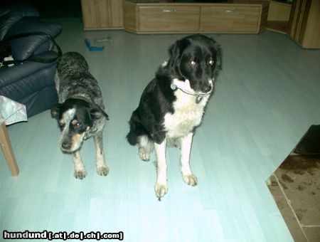 Australian Cattle Dog australian Cattle dog (2002 im Alter von 17Jahren gestorben)