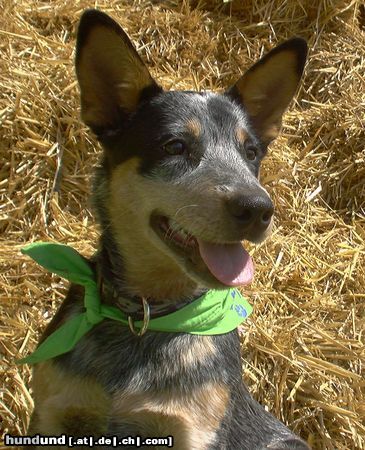 Australian Cattle Dog Sydney 28.04.05/ ACD from CANBERRA