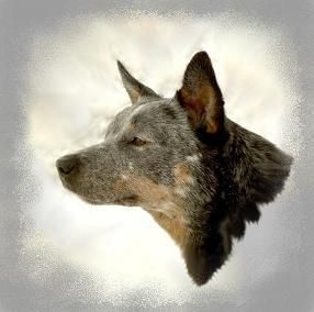 Australian Cattle Dog Niagara (Amsel vom Ederkopf)