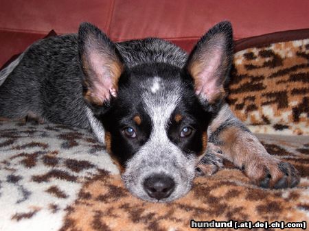 Australian Cattle Dog Kylie 12 Wochen alt