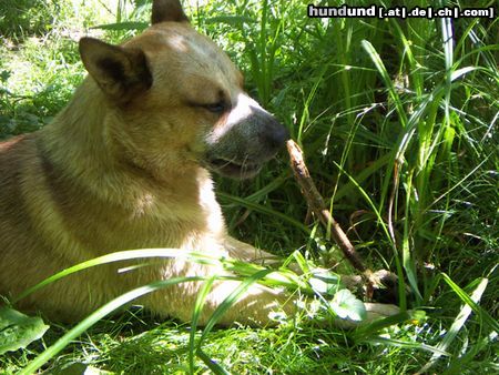 Australian Cattle Dog Arkan, 1 !/2 Jahre