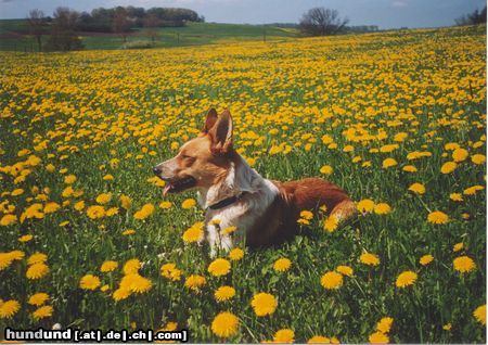 Australian Cattle Dog Sally im Löwenzahn