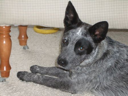 Australian Cattle Dog Schau mir in die Augen, Kleines ! 