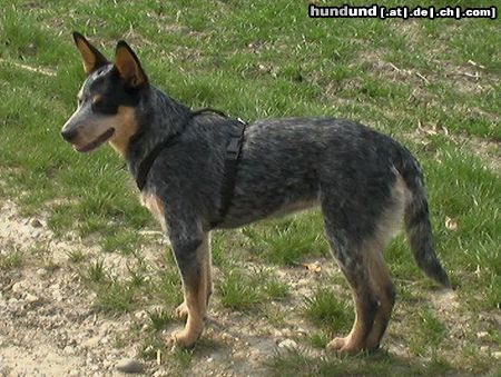 Australian Cattle Dog Sydney 14.05.05/ ACD from Canberra