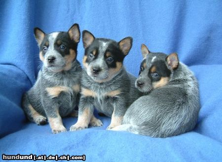 Australian Cattle Dog VA BENE Dot Com + VA BENE de Luxe + VA BENE Designer