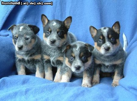 Australian Cattle Dog VA BENE Dreamtime + VA BENE Dancing Queen + VA BENE D Best + VA BENE D Super Star