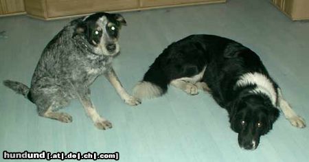 Australian Cattle Dog in Gedanken an meine Gina