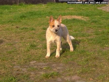 Australian Cattle Dog Fridays Surprise Sidney