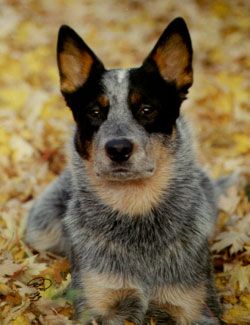 Australian Cattle Dog Blue Buster from the wonderful oz
