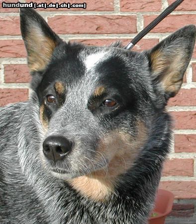 Australian Cattle Dog  W.-Enchantment, Gini