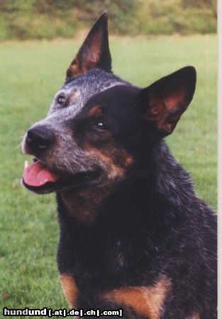 Australian Cattle Dog Gizmo of the Seven Hills Country 