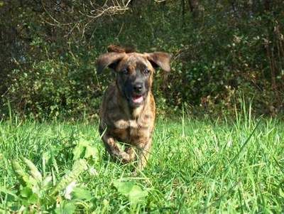 Australian Cattle Dog Twister de la Pellousery ein Cão de Fila de São Miguel