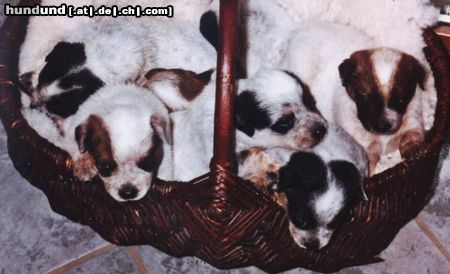 Australian Cattle Dog welpen from walkers of the wind