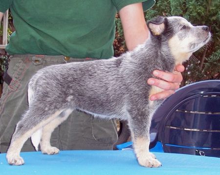 Australian Cattle Dog WELPEN 2006 