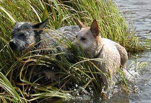 Australian Cattle Dog Enchantment's Pepsie und Shari
