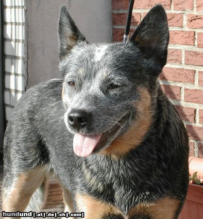 Australian Cattle Dog  JWW03-Wannabee Blu Enchantments-Pepsie