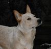 Australian Cattle Dog Hund