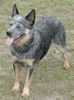 Australian Cattle Dog Hund