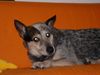 Australian Cattle Dog Hund