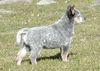 Australian Cattle Dog Hund