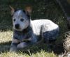 Australian Cattle Dog Hund