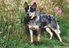 Australian Cattle Dog Hund