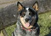 Australian Cattle Dog Hund