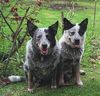 Australian Cattle Dog Hund