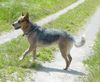 Australian Cattle Dog Hund