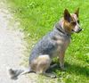 Australian Cattle Dog Hund