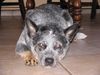 Australian Cattle Dog Hund