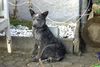 Australian Cattle Dog Hund