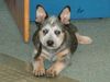 Australian Cattle Dog Hund