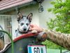 Australian Cattle Dog Hund