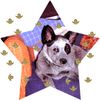 Australian Cattle Dog Hund