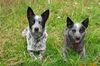 Australian Cattle Dog Hund