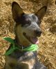 Australian Cattle Dog Hund