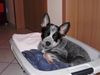 Australian Cattle Dog Hund