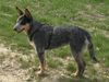 Australian Cattle Dog Hund