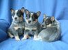 Australian Cattle Dog Hund