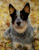 Australian Cattle Dog Hund